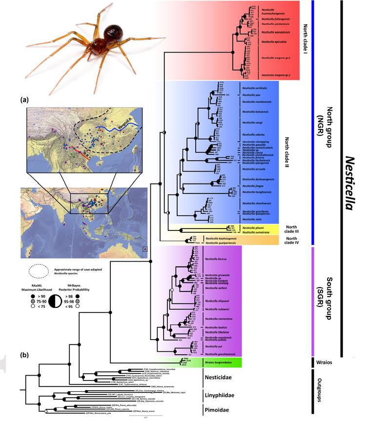 小类球蛛属蜘蛛的系统发育关系和分布情况(点图放大)